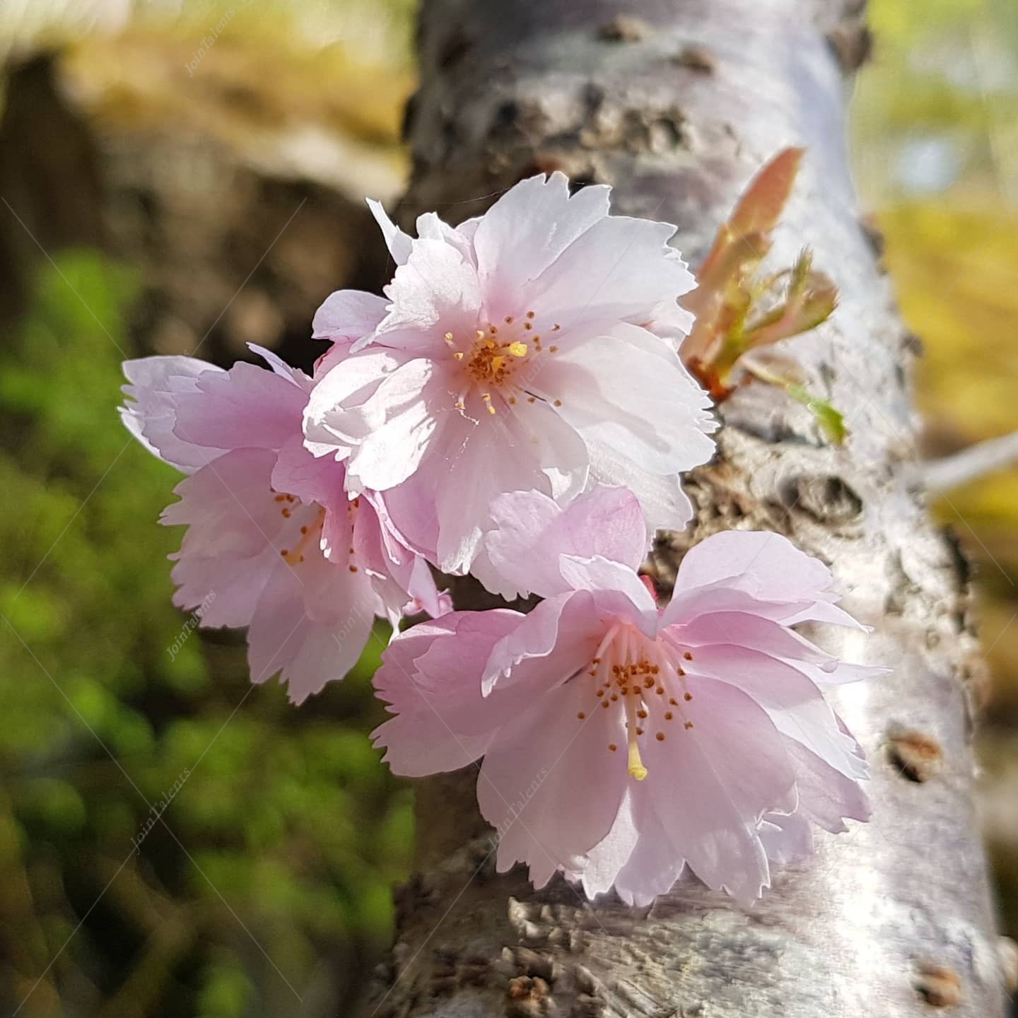 "Cherry Blossoms"