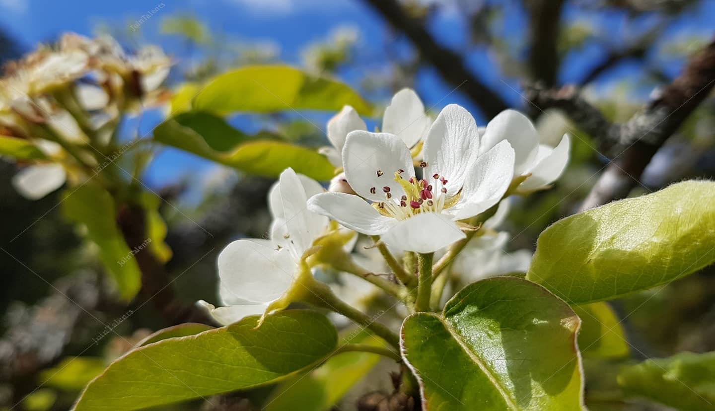"Pear- blossom"