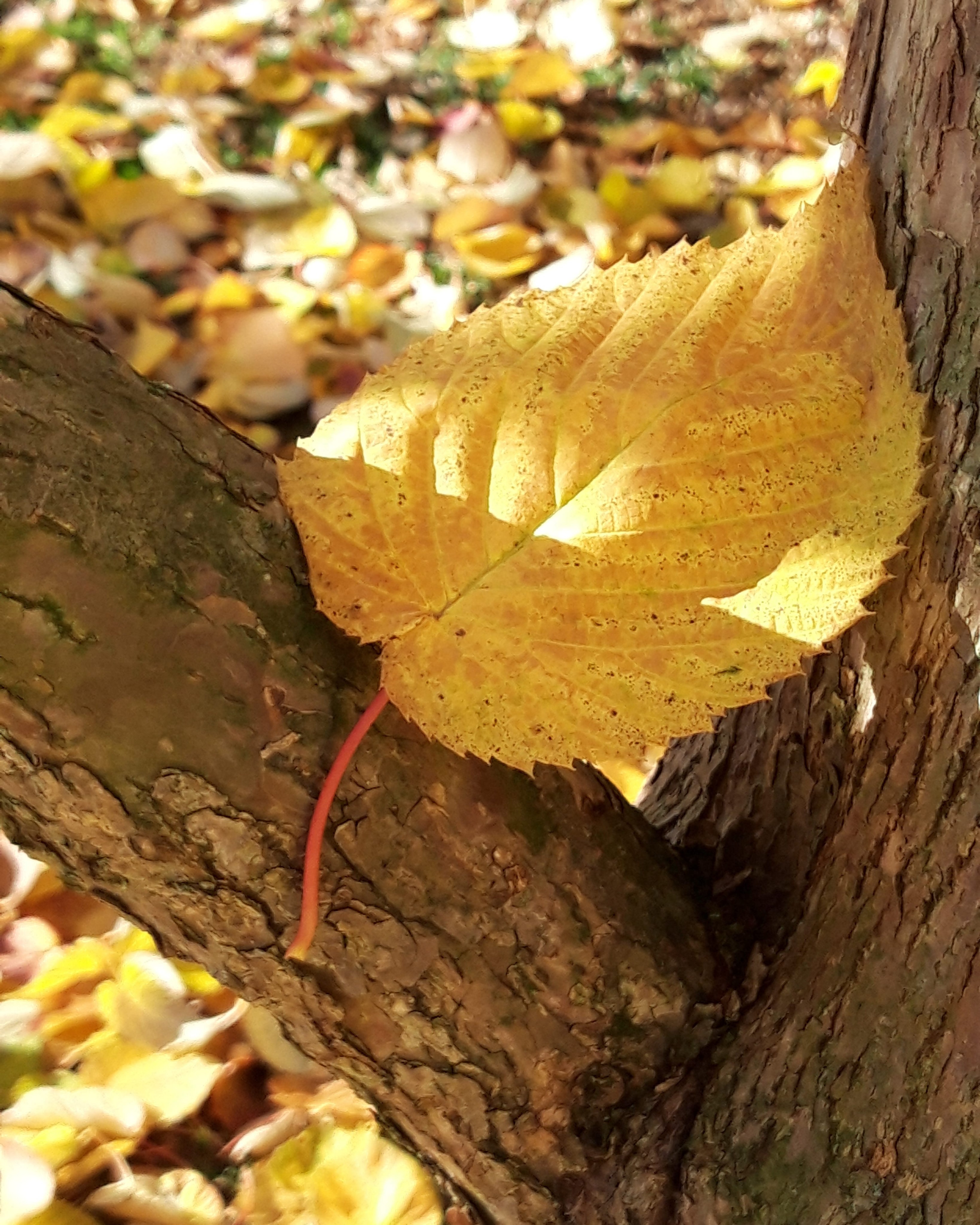 Leaf in the Sun